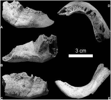 На севере Италии обнаружен гибрид человека и неандертальца