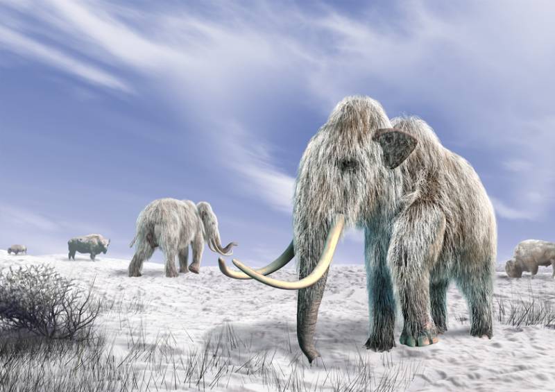 Загадки мамонтов - северных слонов Арктиды