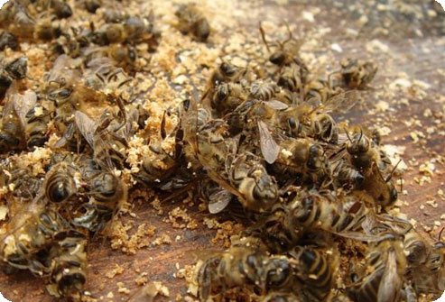 На Черкасщине массово вымерли 150 миллионов пчёл