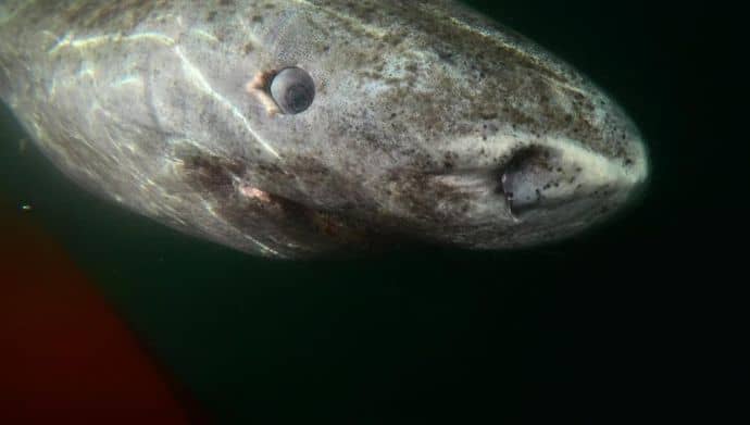 Экологи обнаружили 512-летнюю гренландскую акулу