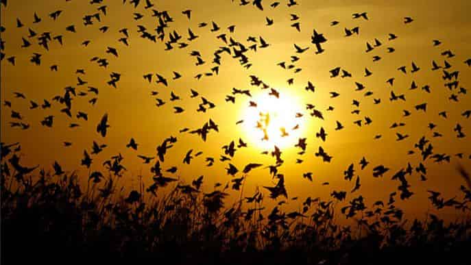 Ориентация птиц по солнцу