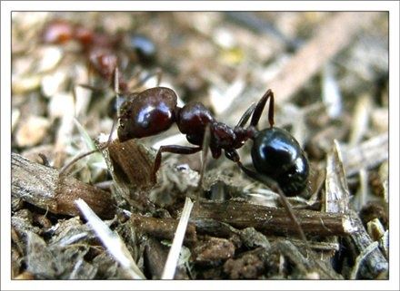 рабочий муравей