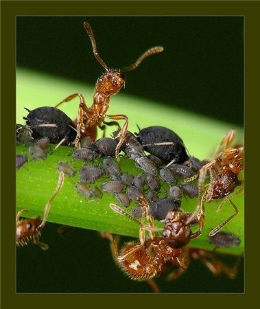 Пчелы и муравьи