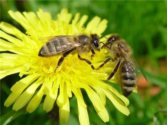 Пчелы и муравьи были принесены с Венеры в назидание человечеству