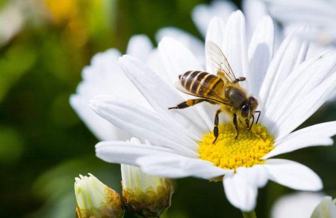 Пчелы отличают картины одного художника от другого