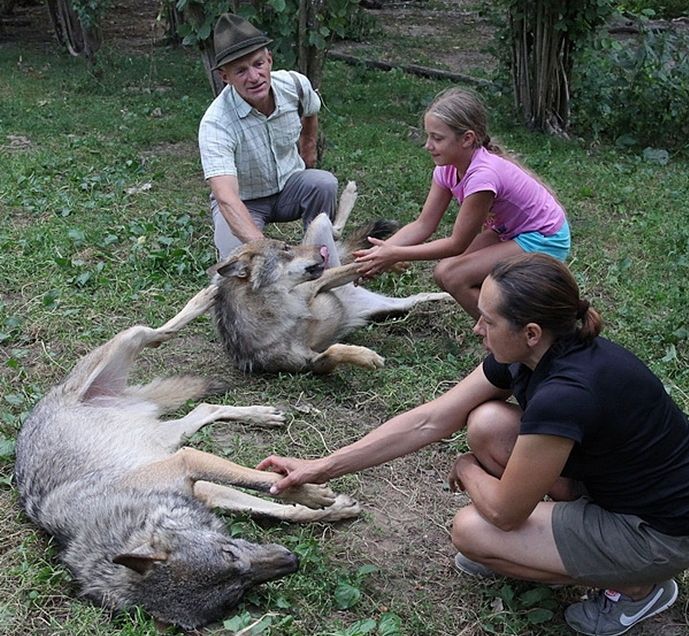 Семья из Белоруссии держит стаю волков в качестве домашних животных