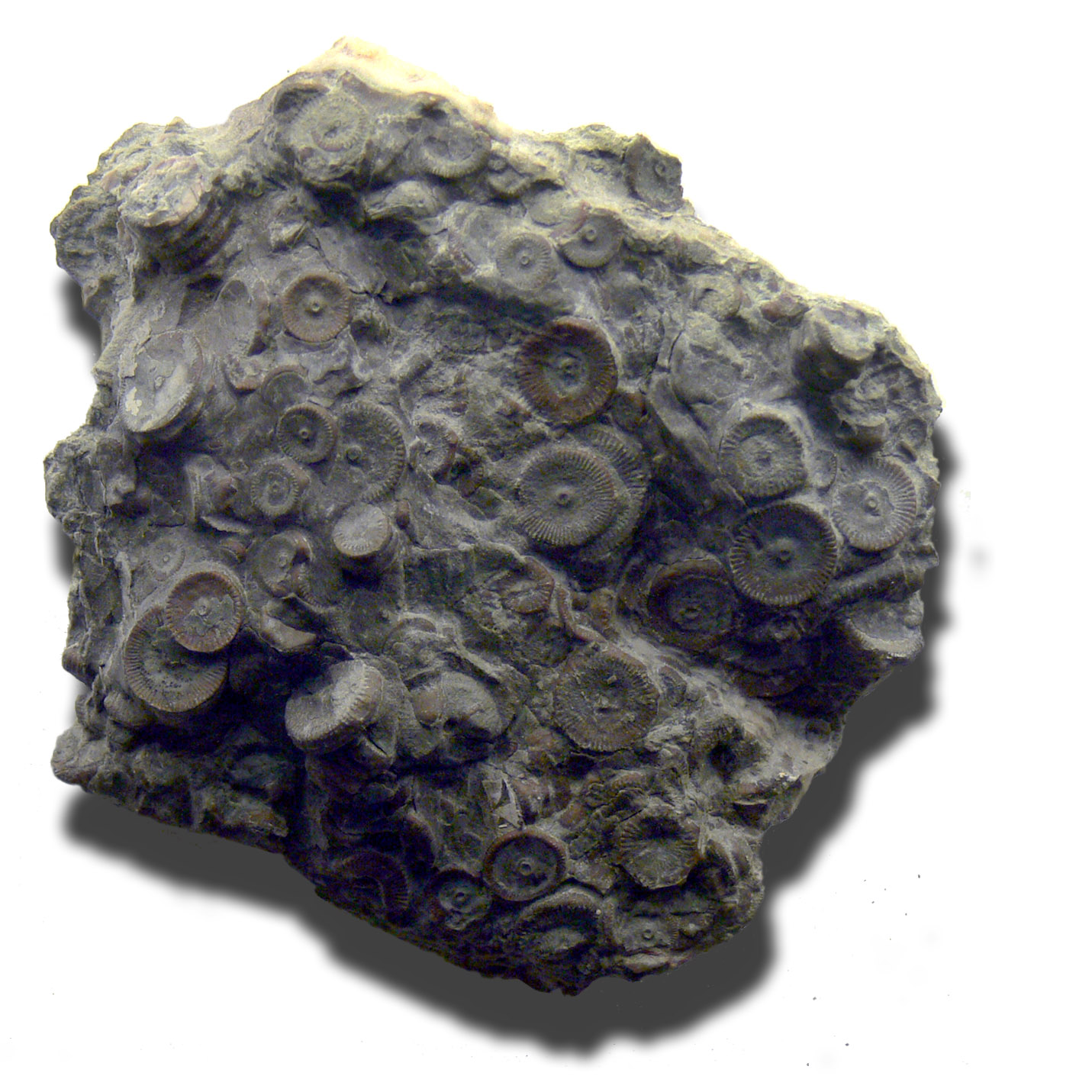 На Камчатке обнаружены механизмы возрастом 400 млн. лет