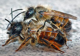 Как првлечь дикую пчелу на свой садово-огородный участок