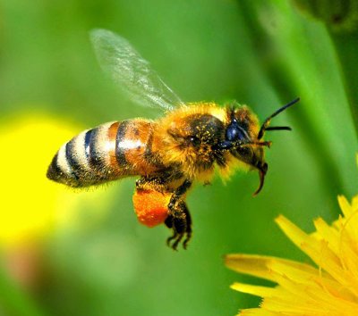 Лечение пчёлоужалением - старинный метод исцеления человека