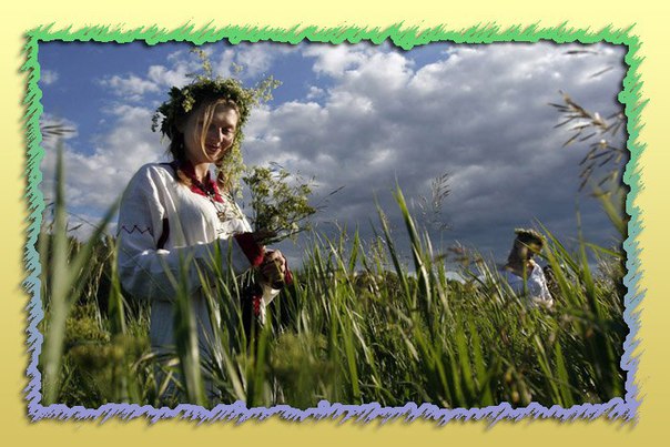 Сбор трав в июле. Как заготовить и хранить травы