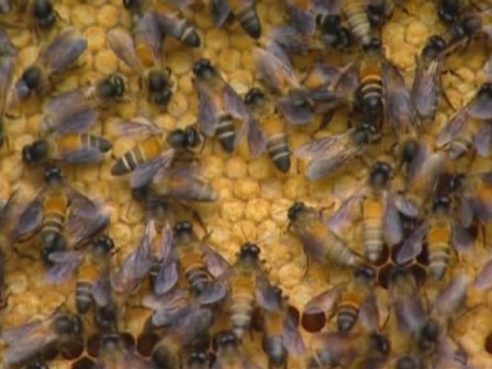 Пчёлы-воины. Научно-популярный фильм (2008)
