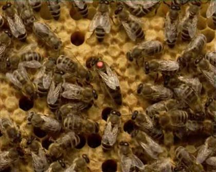 Выведение пчелиных маток в Германии.