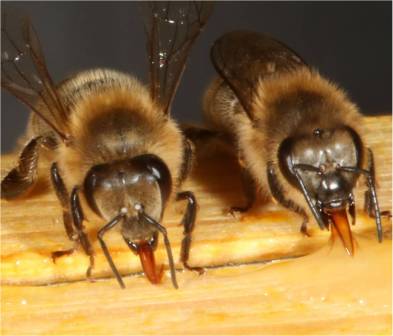 Пчеловодство: искусственное оплодотворение пчелиных маток (2013)
