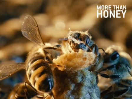 Пчеловодство «Больше чем мед» - «More Than Honey»