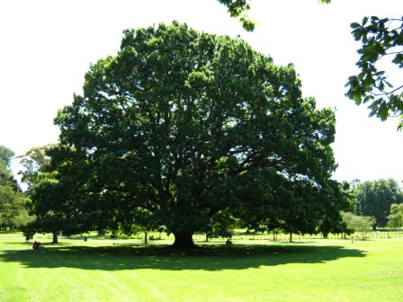 Перуново дерево - дуб, энергетический донор