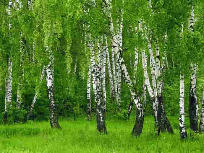 Деревья с положительной и отрицательной энергетикой