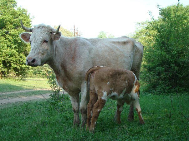 Мать корова – мать земля