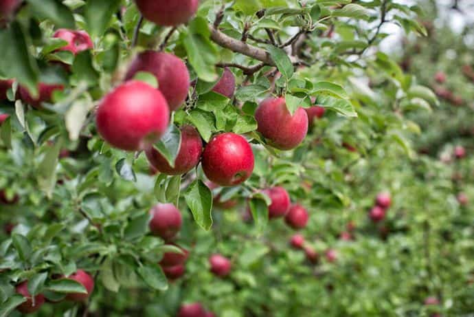 Как вырастить из семечка яблоню