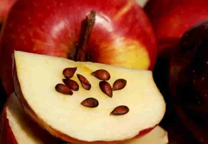  Как вырастить из семечка яблоню